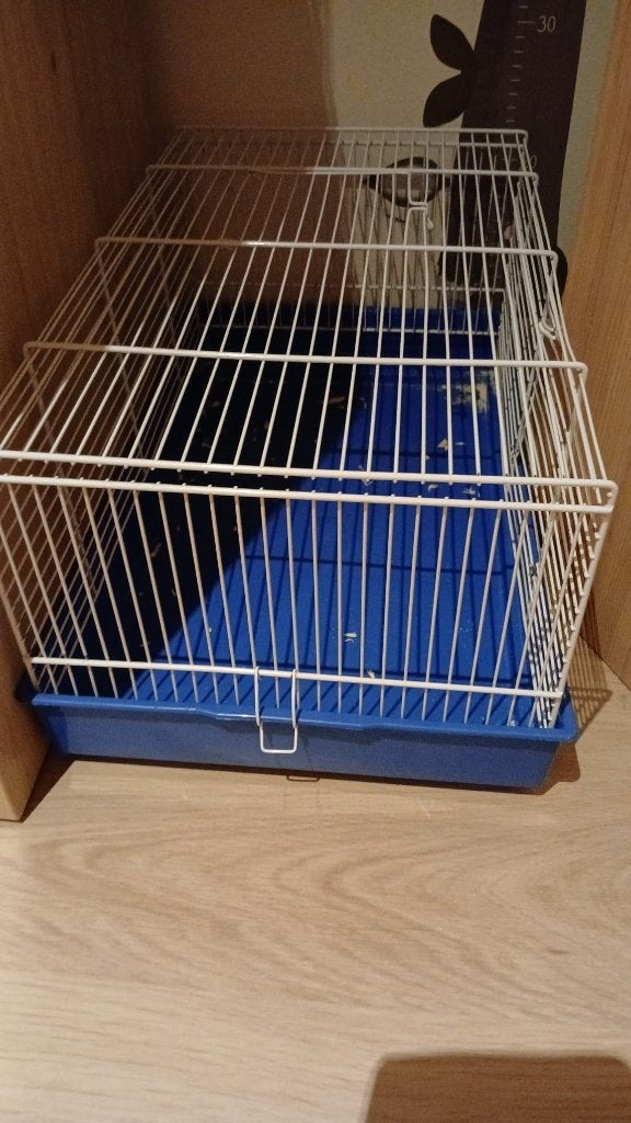 gratis goudhamster (3 maand oud), kooi, toebehoren, voeding, Hamster, Mars, Domestique, Femelle