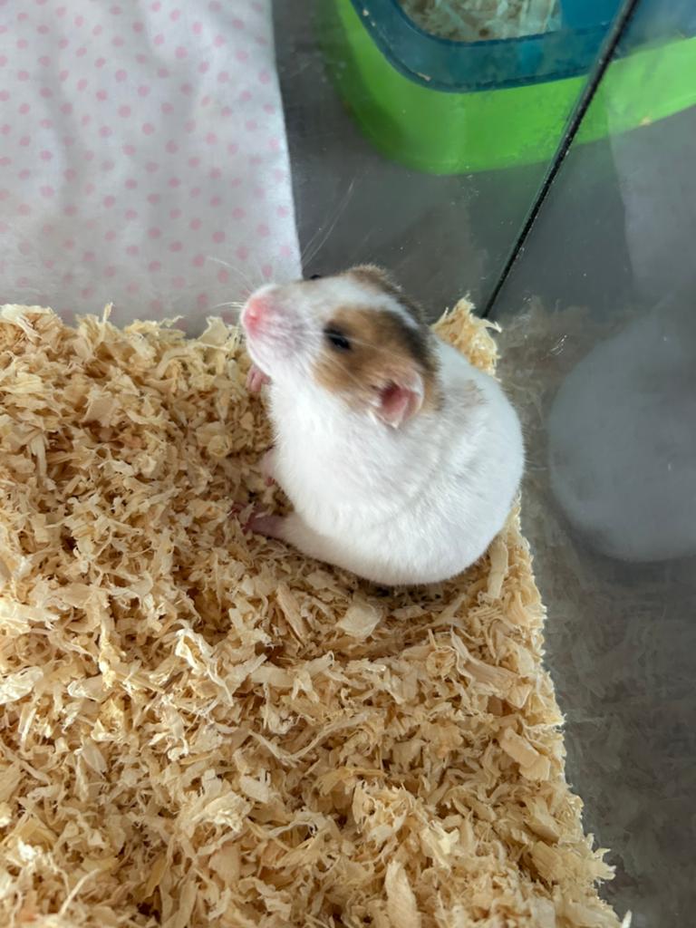 Baby hamster, Dieren en Toebehoren, Hamster, Maart, Vrouwelijk, Tam