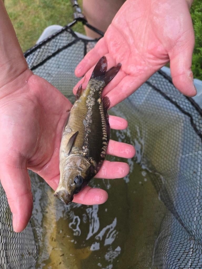 Mooie spiegelkarper/koi 18 cm - eigen kweek, Carpe ou Koï