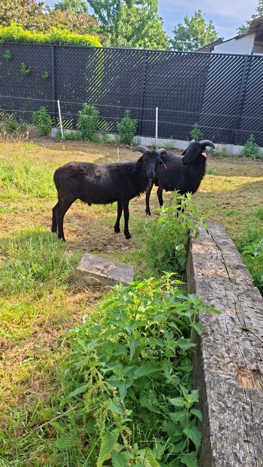 2 ramlammetjes, Meerdere dieren, Schaap, 0 tot 2 jaar
