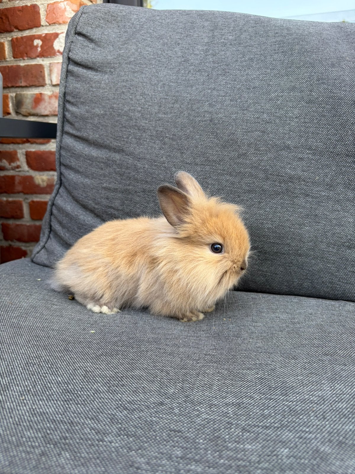 Konijntjes, Dieren en Toebehoren, Konijnen