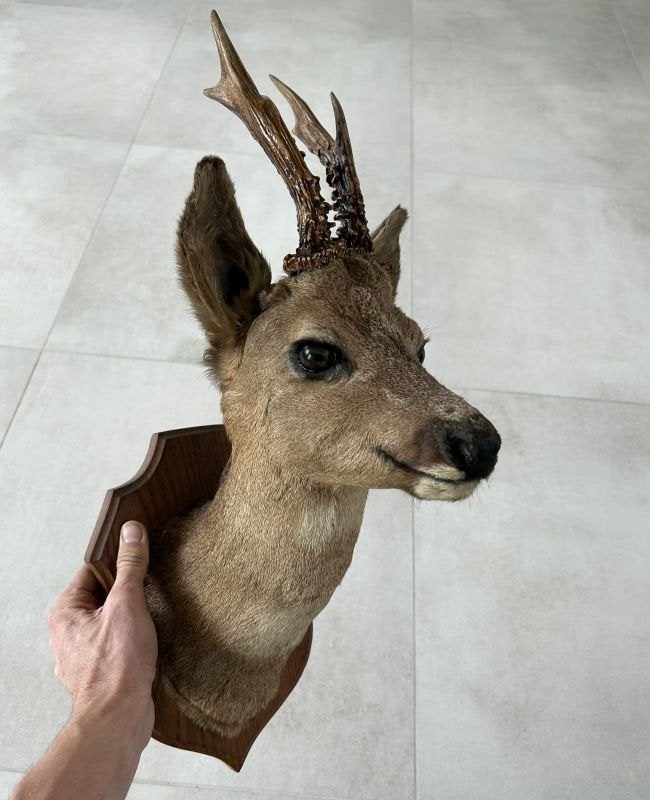 Ree met geweitje reeënkopje - Taxidermie, Ophalen of Verzenden, Gebruikt, Hert, Gewei of Kop