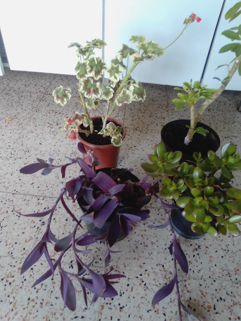4 kamerplanten, Maison & Meubles, Enlèvement