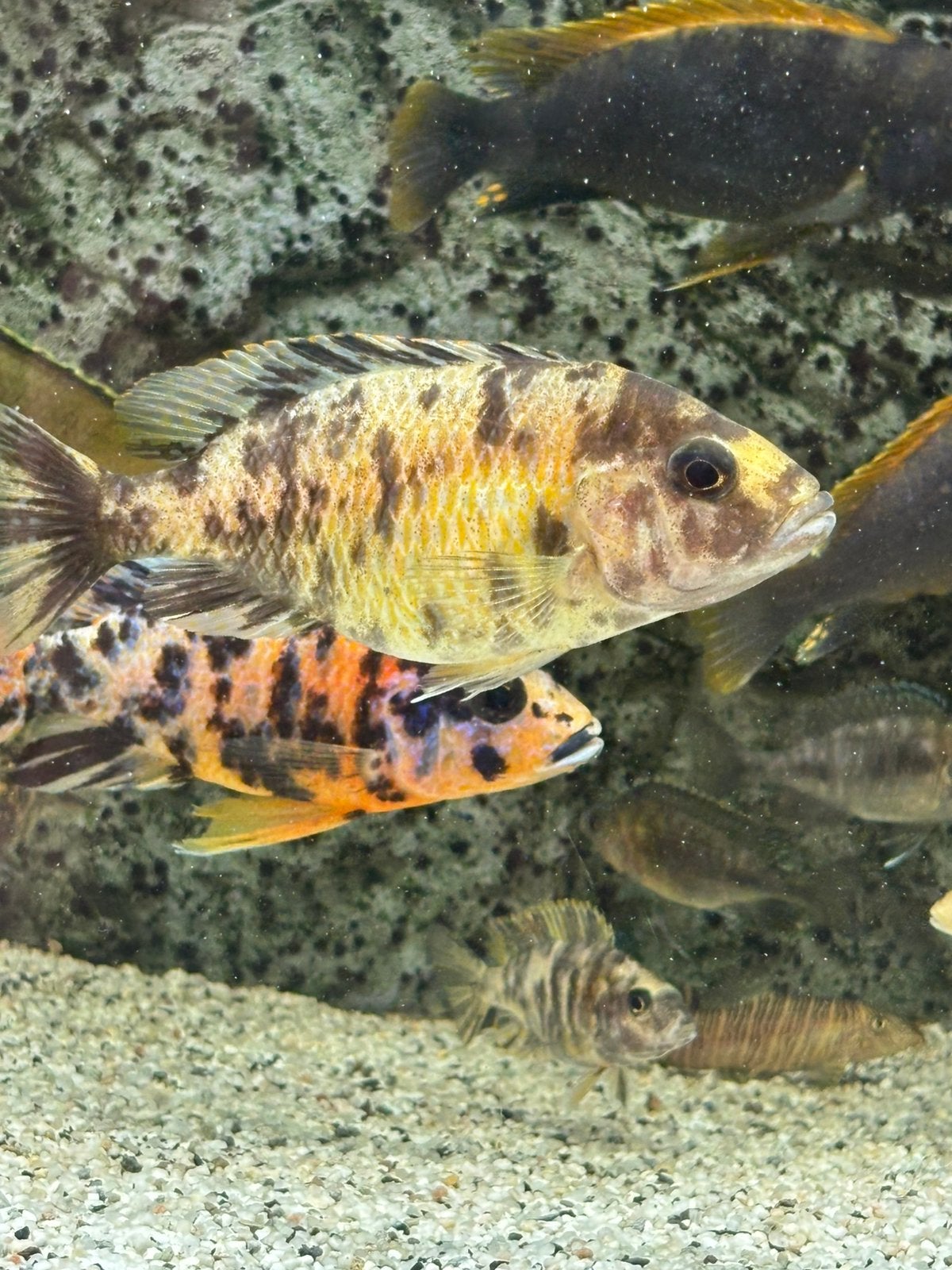 Malawi Aulonocara Calico, Dieren en Toebehoren, Vis, Zoetwatervis