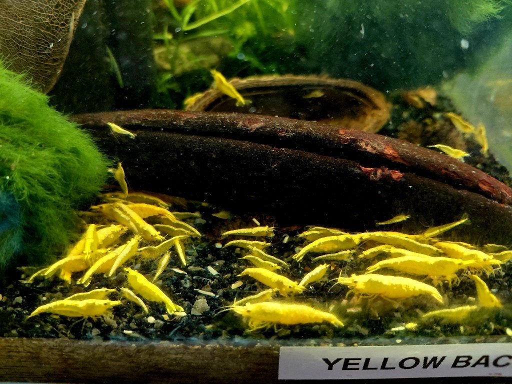 Yellow backline neocaridina garnalen