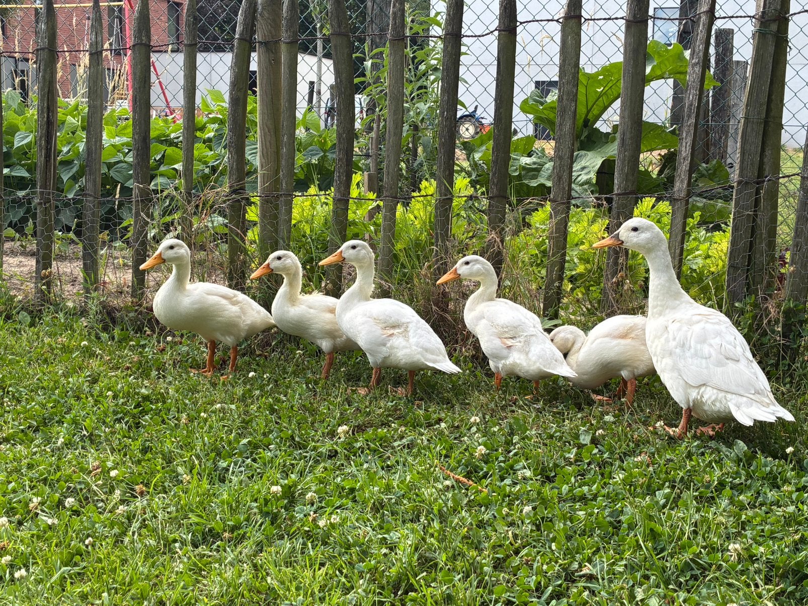 3 jonge witte eenden, Meerdere dieren, Eend