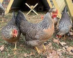 araucana , brahma , zijdehoender en veel meer actie 4+1GRATI, Dieren en Toebehoren, Pluimvee, Vrouwelijk, Kip