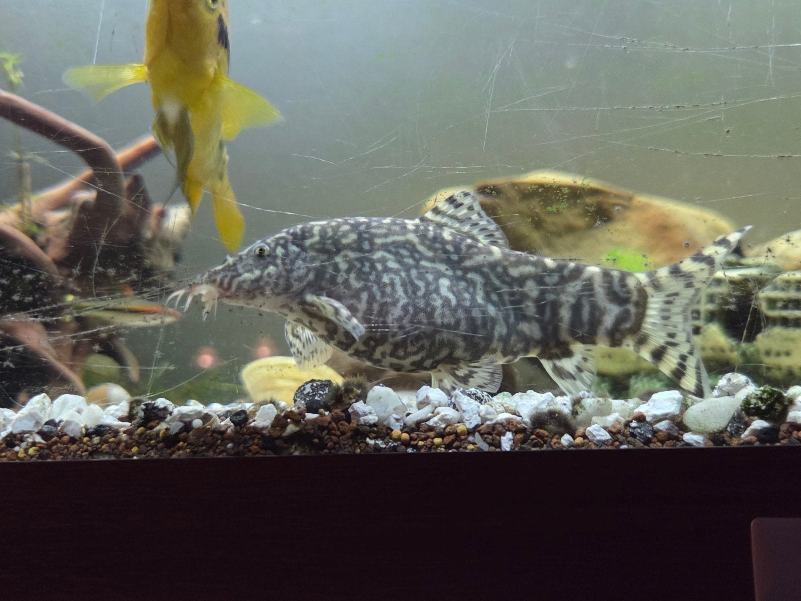 grote marmerbotia gratis (gereserveerd tot maandag), Dieren en Toebehoren, Vis, Zoetwatervis