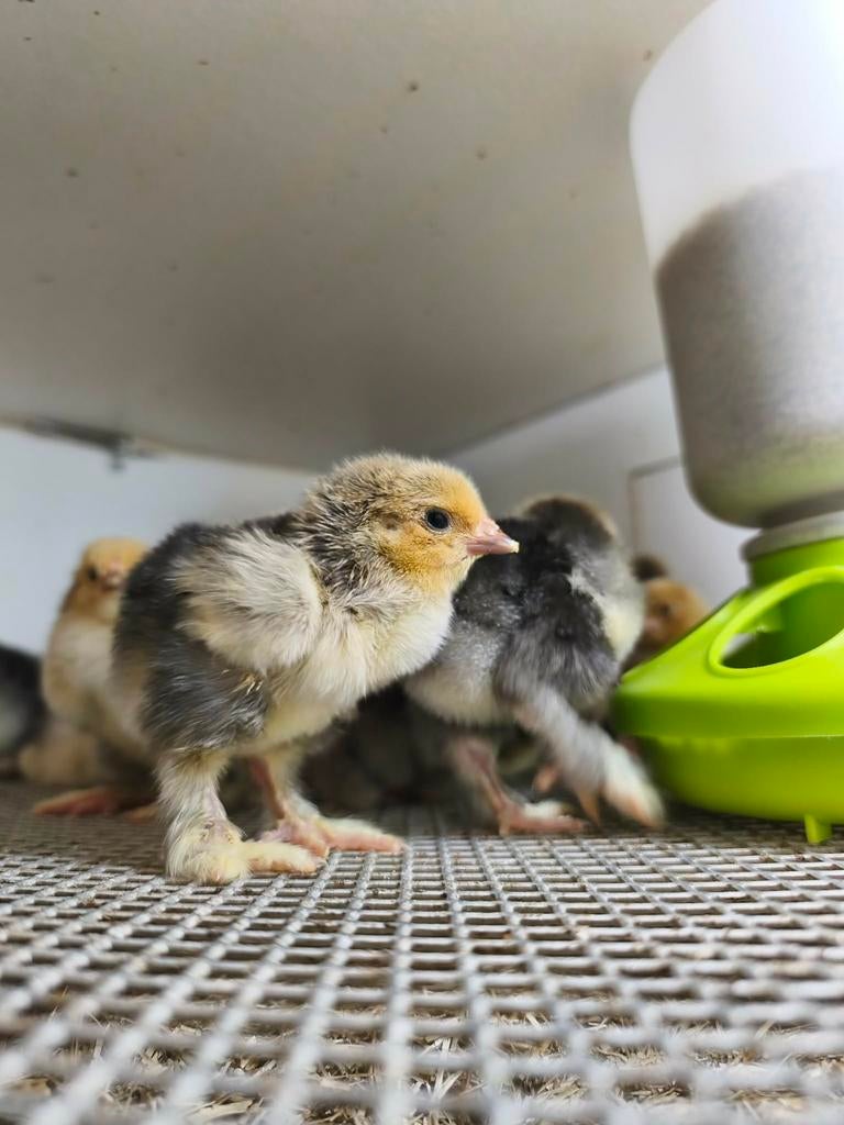 Brahma Groothoenders kuikens, Dieren en Toebehoren, Vogels | Kanaries