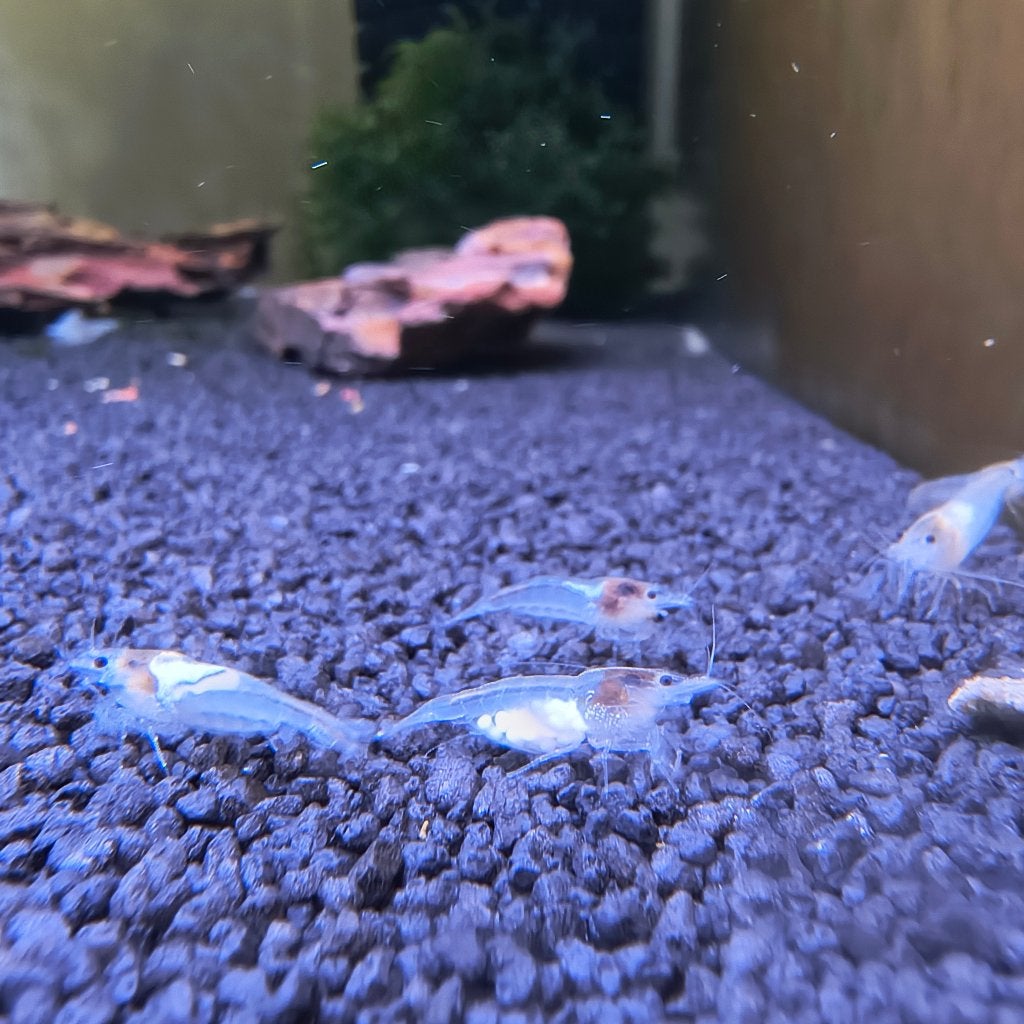 White Pearl garnalen op kraanwater, Dieren en Toebehoren, Vissen | Aquariumvissen, Kreeft, Krab of Garnaal, Zoetwatervis