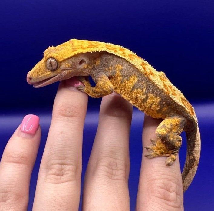 Wimpergecko 01 npv, Dieren en Toebehoren, Overige soorten, 0 tot 2 jaar