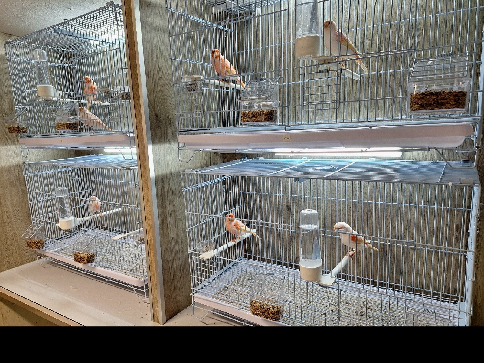 Rood Mozaïek kanaries, Dieren en Toebehoren, Meerdere dieren, Kleurkanarie