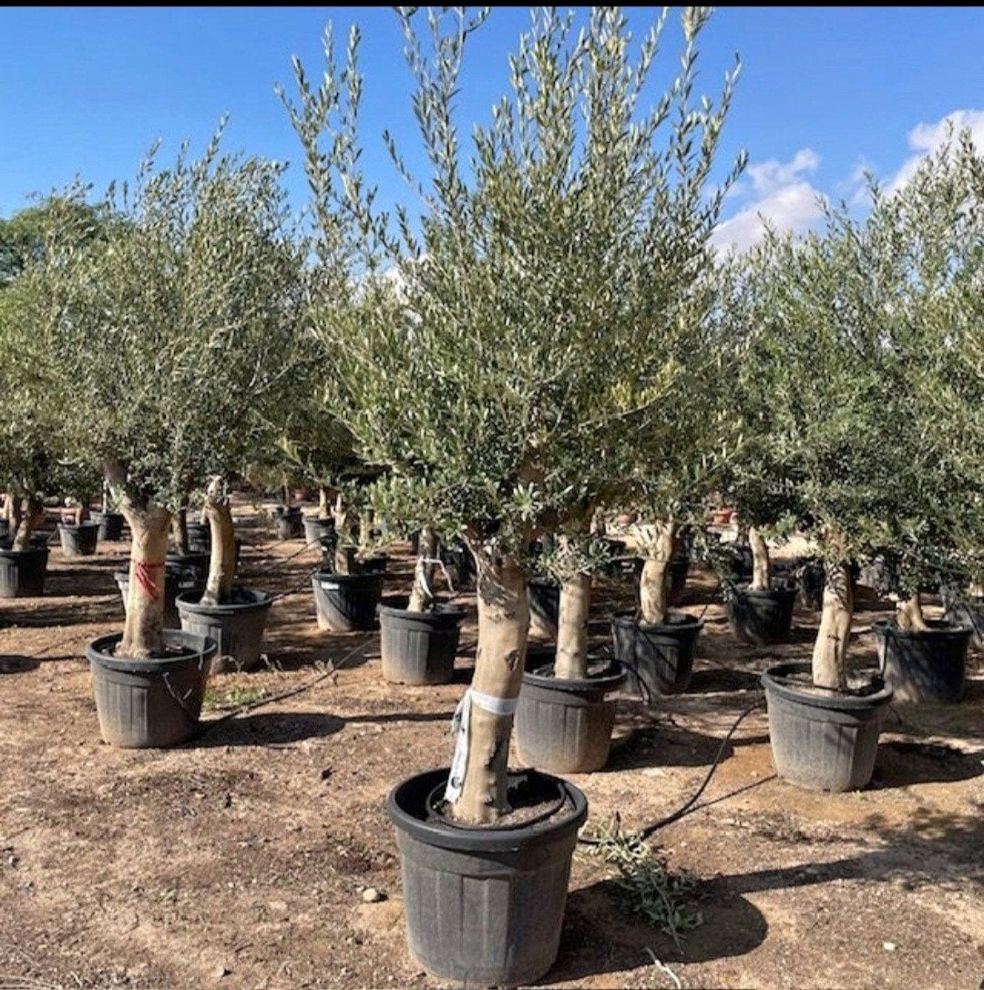‼️olijfbomen olea europaea aan promoprijzen ‼️, Tuin en Terras, Ophalen