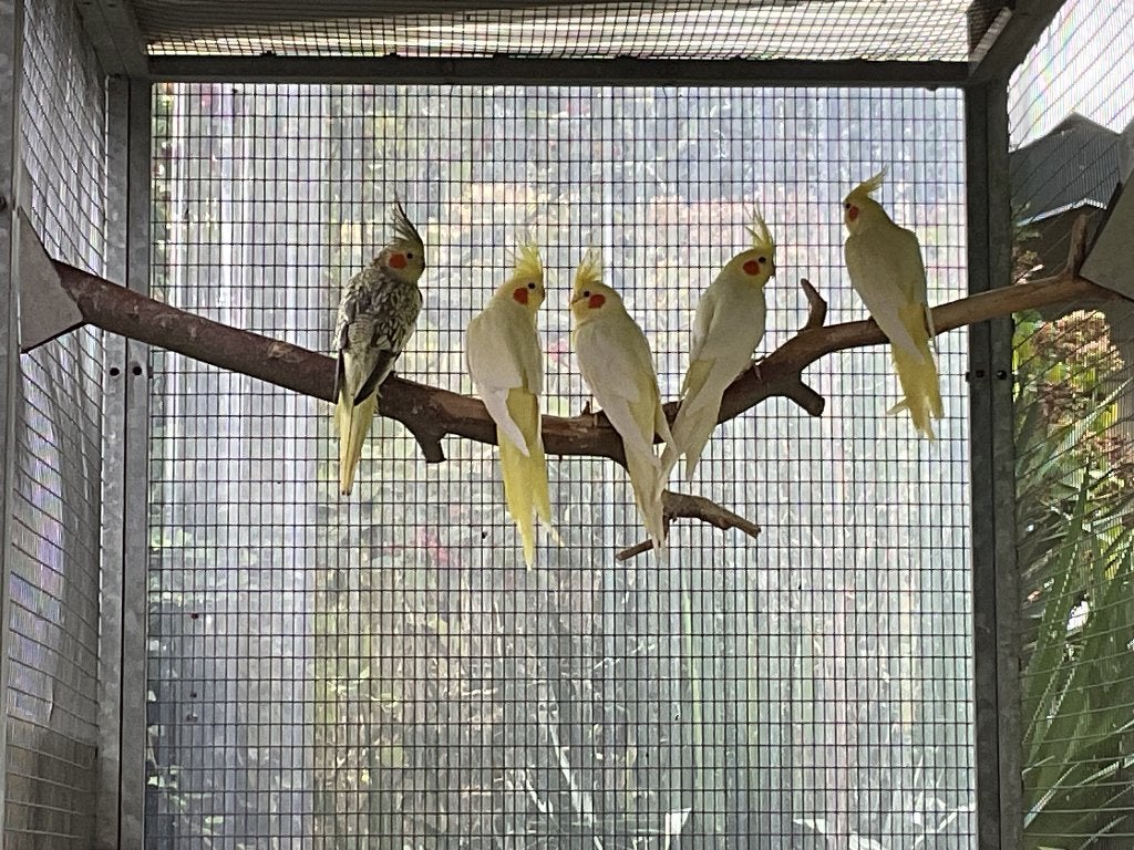 Valkparkieten Duitse kuiven, Perruche, Bagué