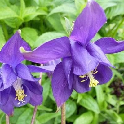 akelei   in   pot   een 3  tal, Tuin en Terras, Ophalen, Vaste plant