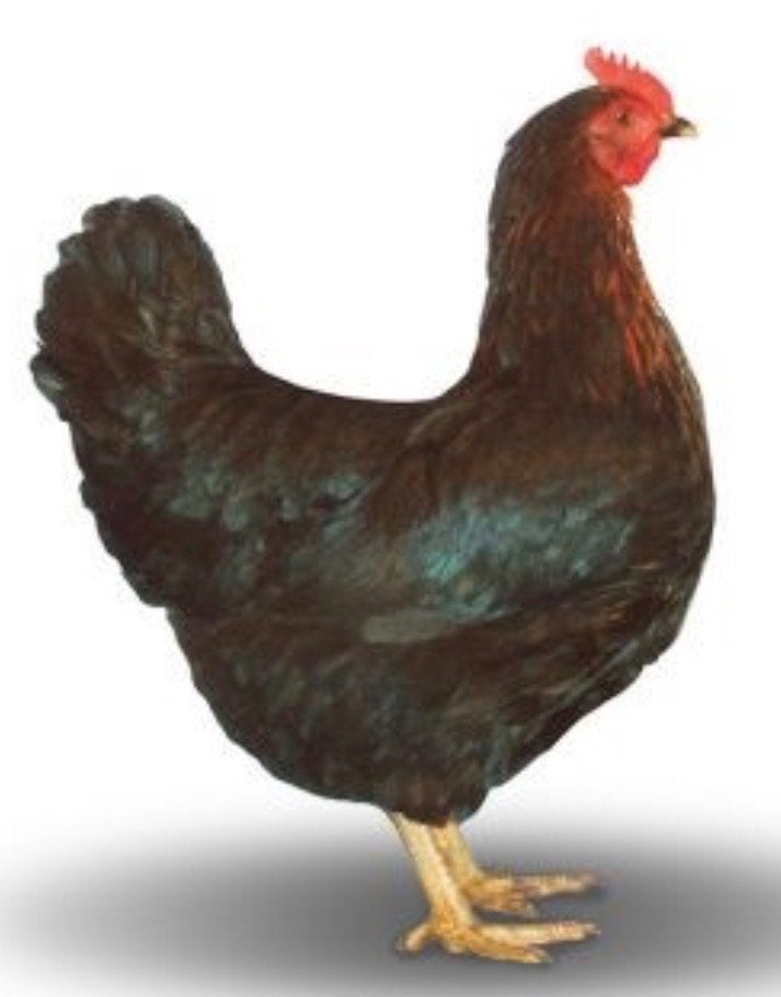 Zwarte scharrelkippen te koop, Dieren en Toebehoren, Overige Dieren, Juli, Vrouwelijk