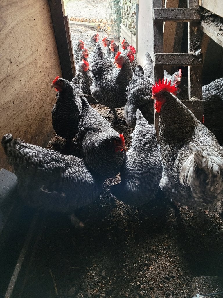 Foktomen Mechelse koekoek, Dieren en Toebehoren