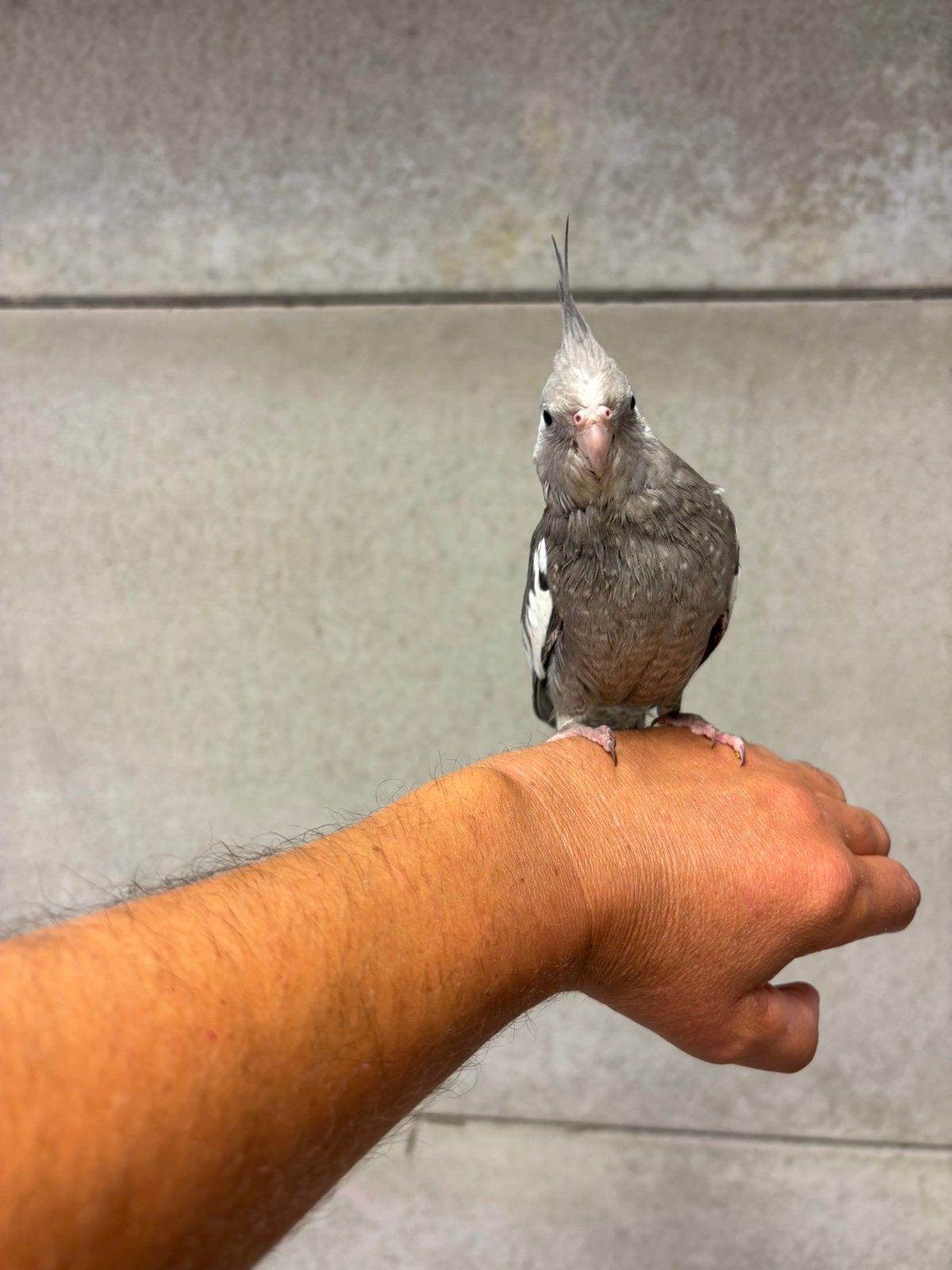 Handtamme valkparkiet, Dieren en Toebehoren, Vogels | Parkieten en Papegaaien