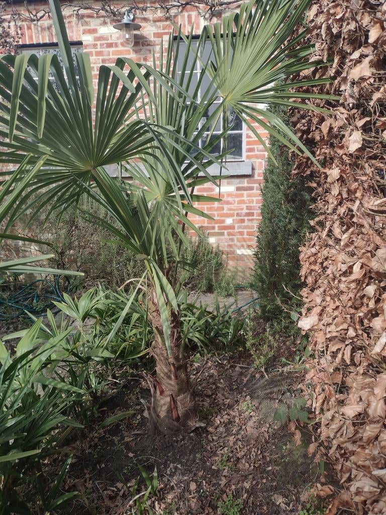 Palmboom, Tuin en Terras, Planten | Bomen, Ophalen, Palmboom
