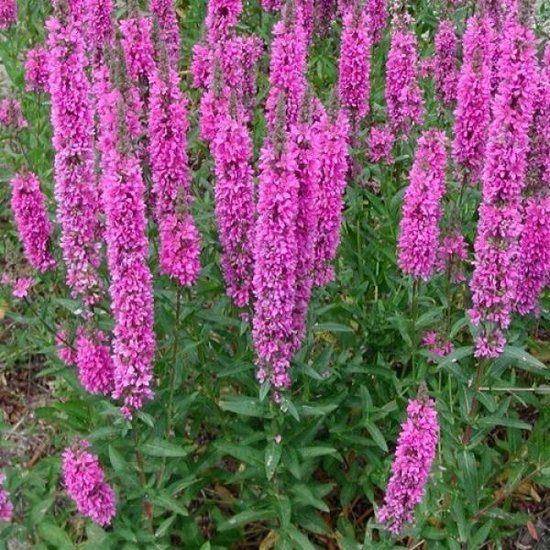 Lythrum sallicaria of Kattenstaart, Ophalen, Vaste plant, Halfschaduw
