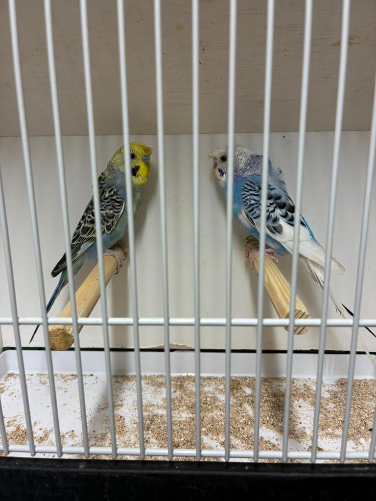 Grasparkieten hagoromo split hagoromo, Dieren en Toebehoren, Vogels | Parkieten en Papegaaien