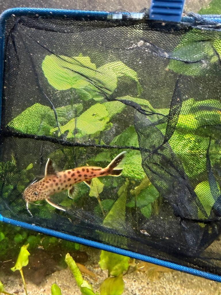 Synodontis multipunctatus – Koekoeksmeerval, Dieren en Toebehoren