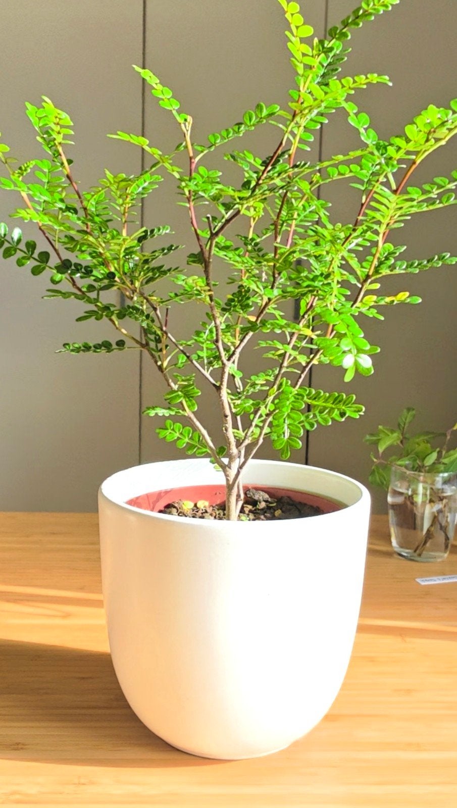 Prachtige en gezonde Pistacia weinmannifolia, Ophalen