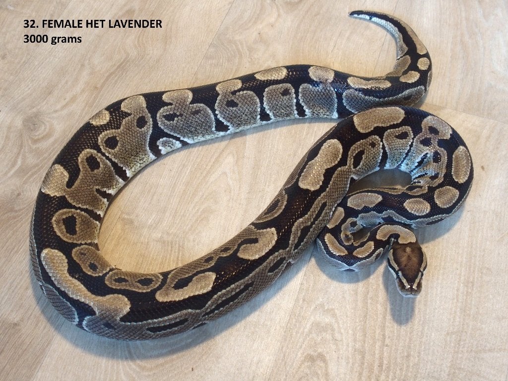 Koningspythons halfwas en volwassen kweekdieren deel 2 Ball Python photo 8