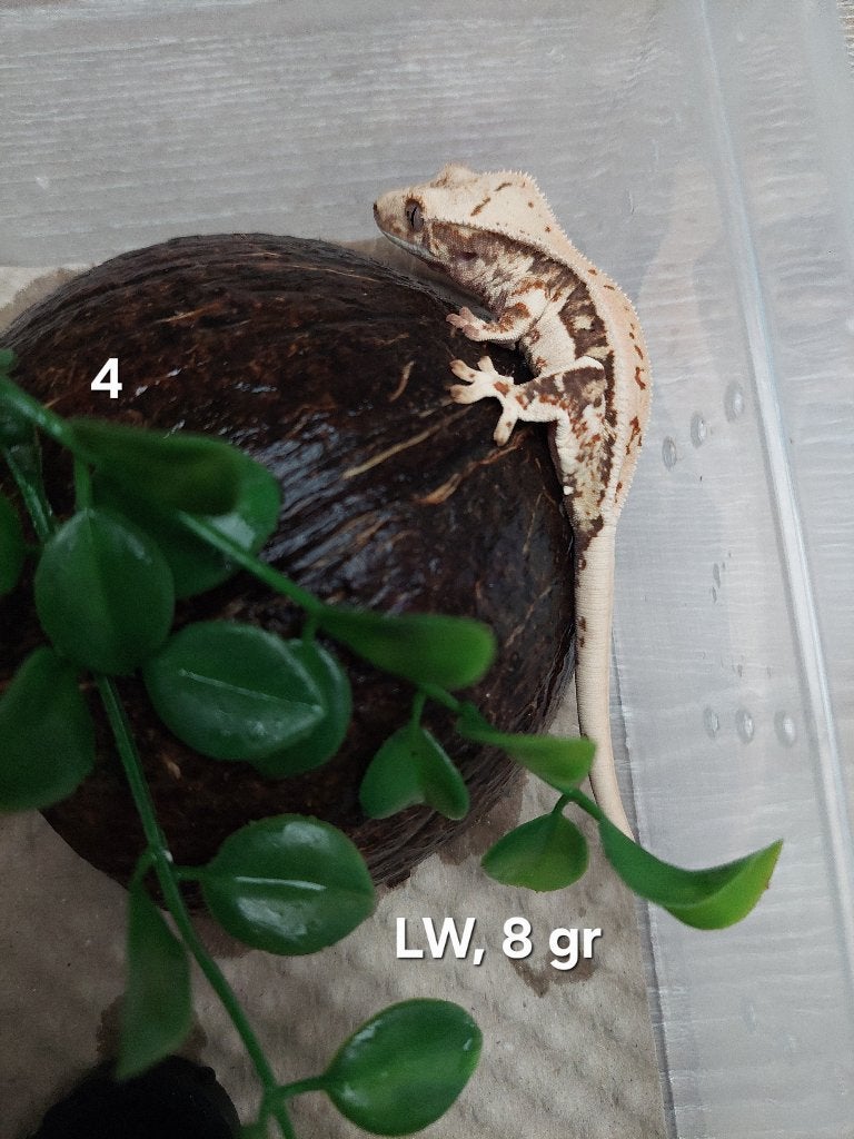 Wimpergekko's Lilly White, Dieren en Toebehoren