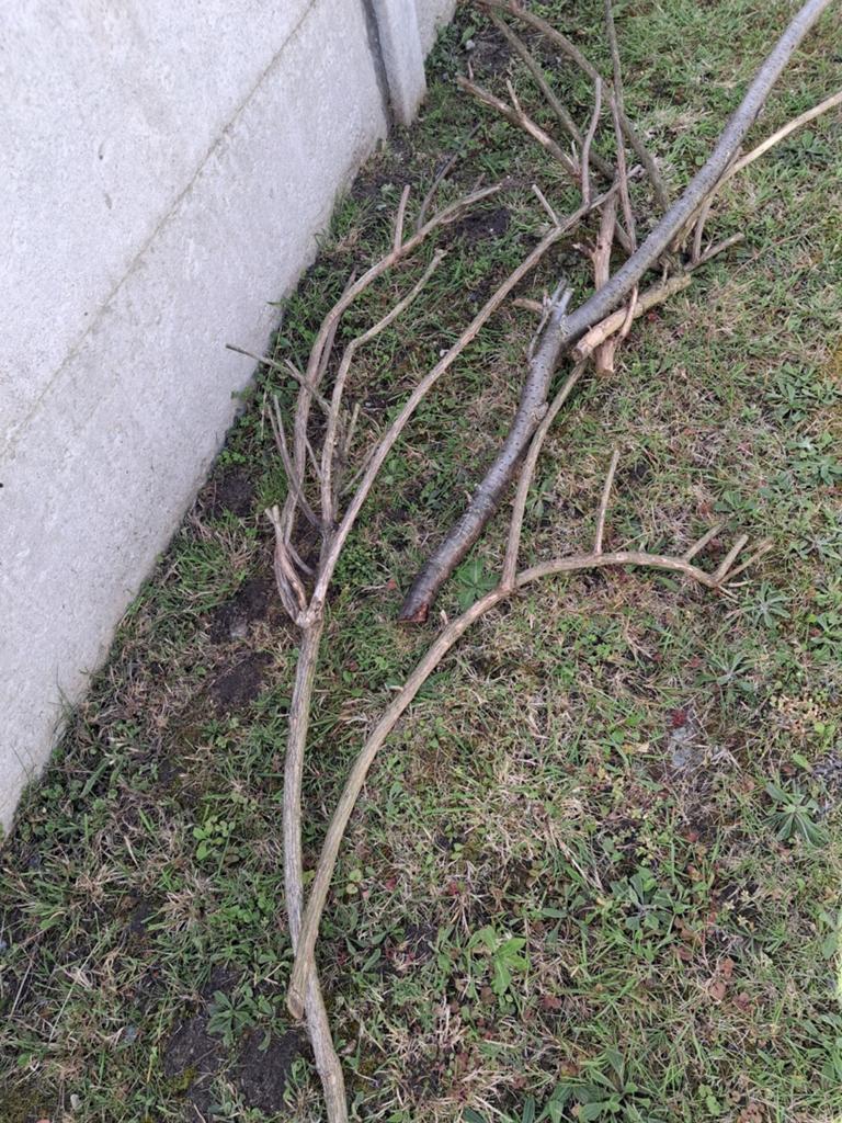 Branches a donner, Jardin & Terrasse, Enlèvement
