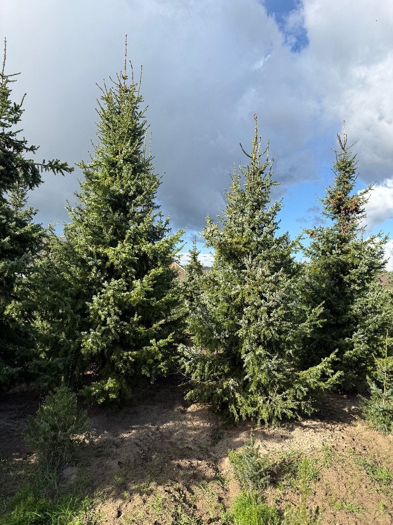 Superbes grands sapins de Noël à vendre à Londerzeel, Enlèvement, Autres espèces, 250 à 400 cm