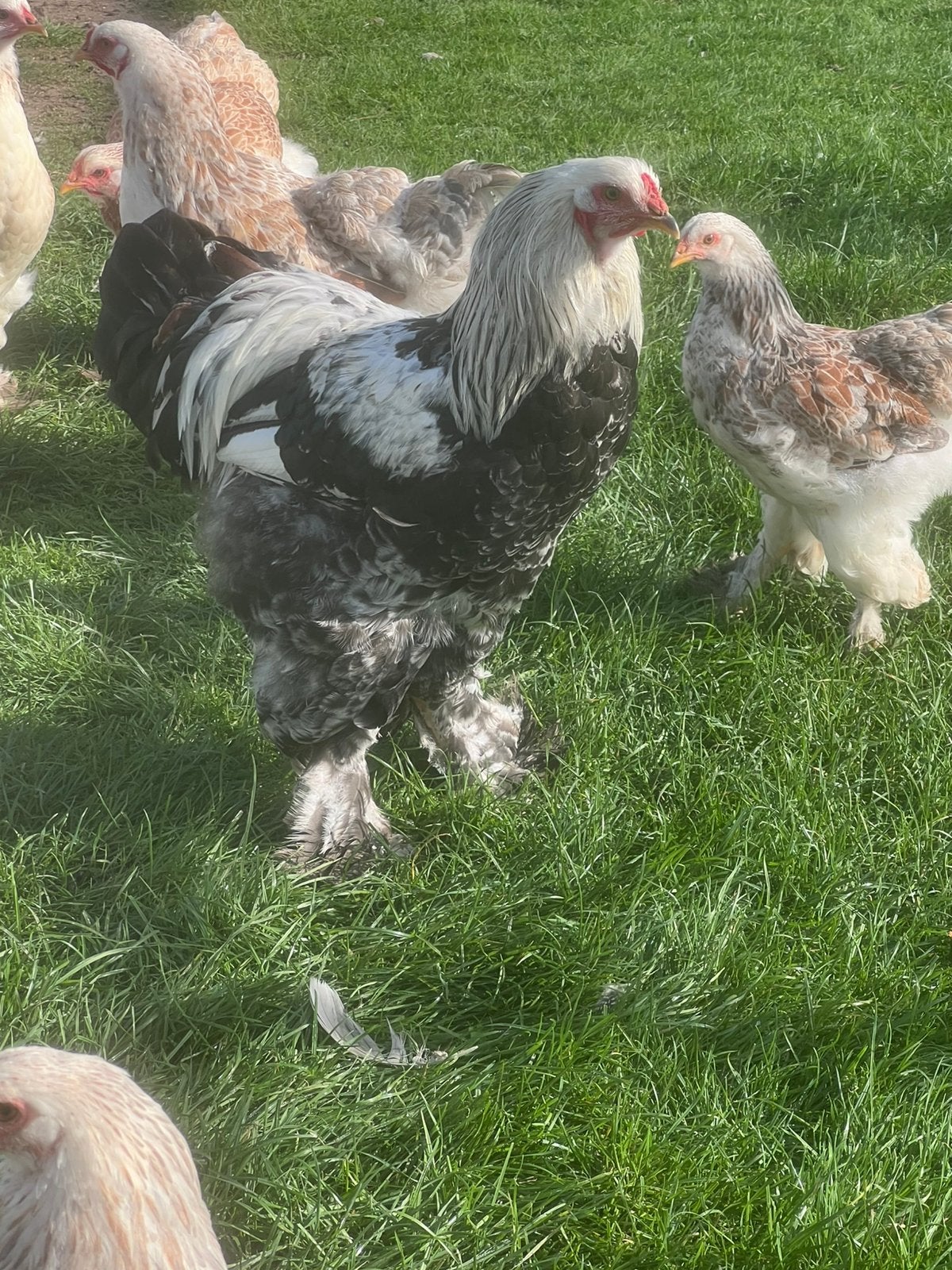 Brahma