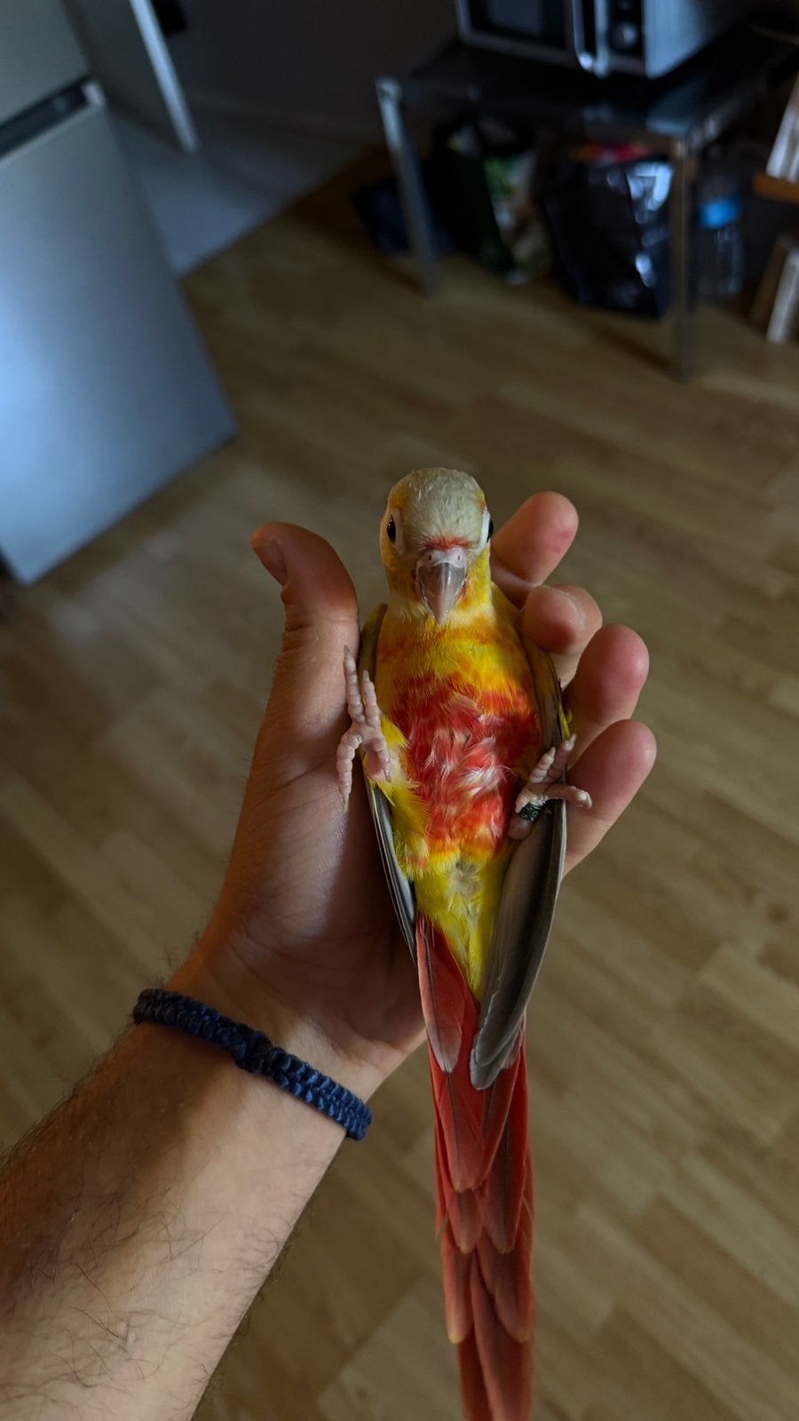 Conure Ananas apprivoisée – 9 mois – ADN – Baguée, Animaux & Accessoires, Femelle, Perruche, Bagué