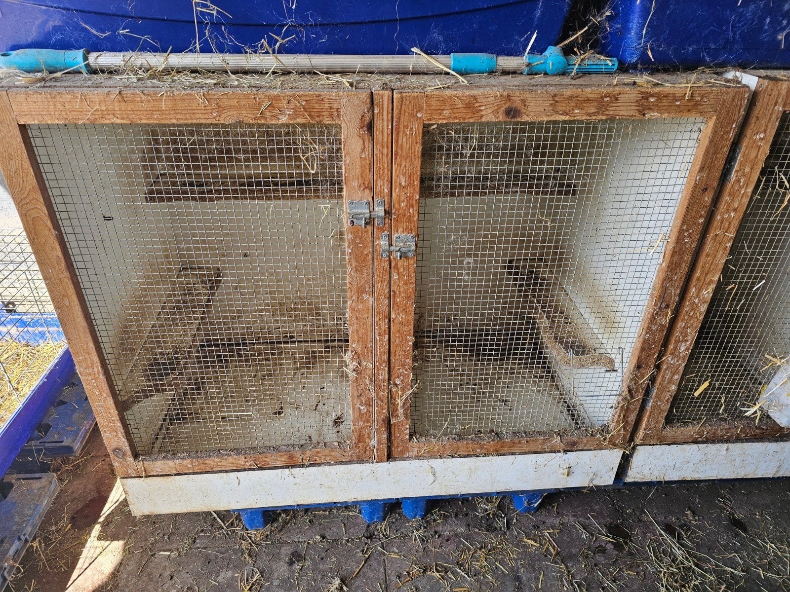 chinchilla of degoe kooi, Enlèvement, Utilisé, Cage, Chinchilla