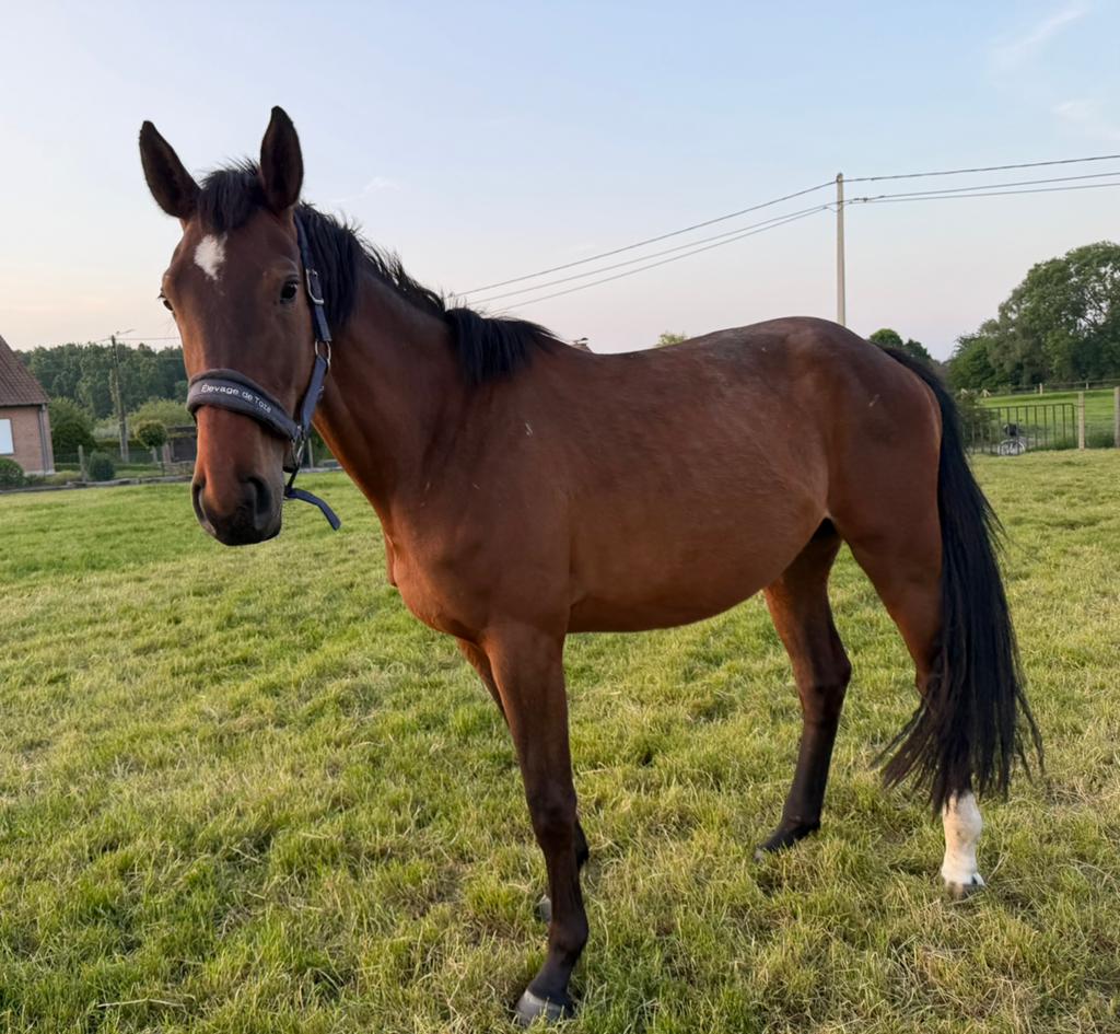 Jument Zangersheide 3 ans, Avec pedigree, 160 à 165 cm, Non dressé, Cheval de saut