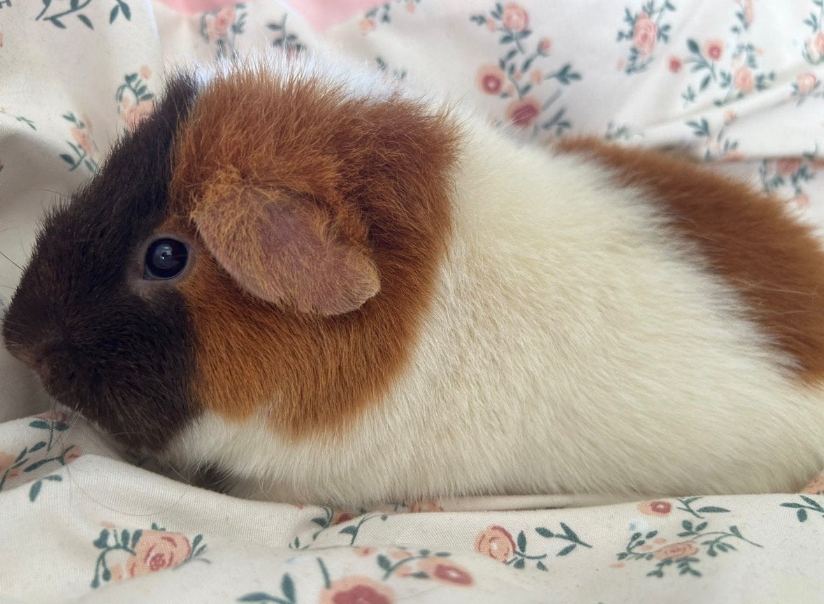 Us-Teddy zeugje, Dieren en Toebehoren, Cavia, Vrouwelijk, Mei, Tam