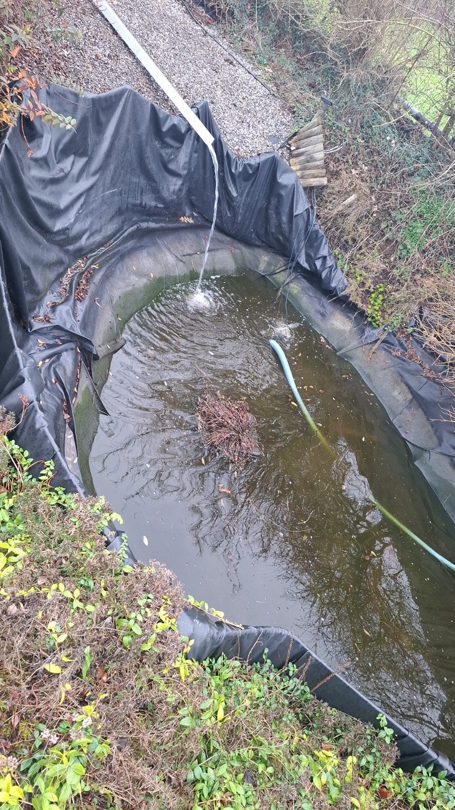 Kois, poissons étang