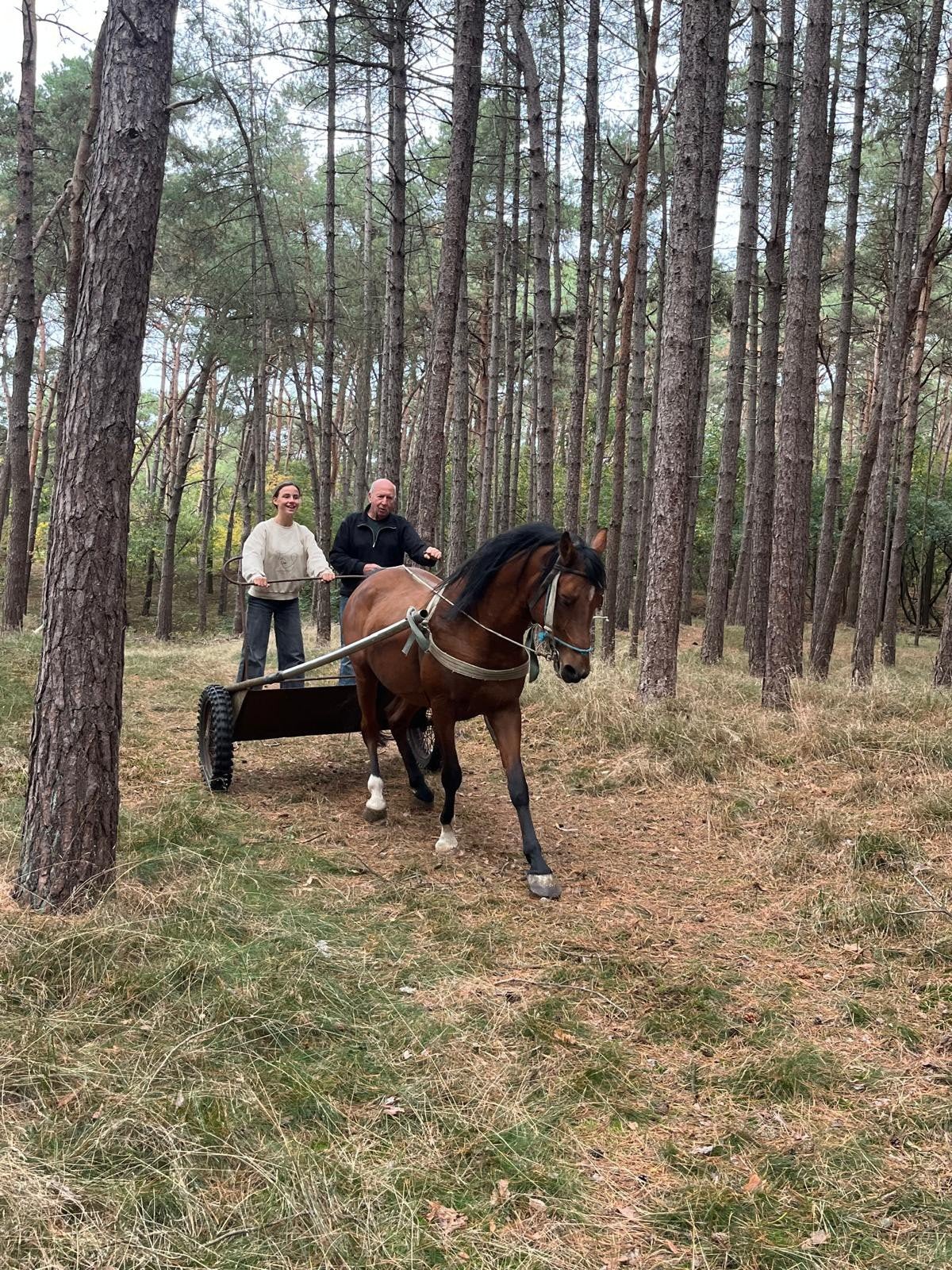 Recreatiepaard met stamboek, Dieren en Toebehoren, Hengst