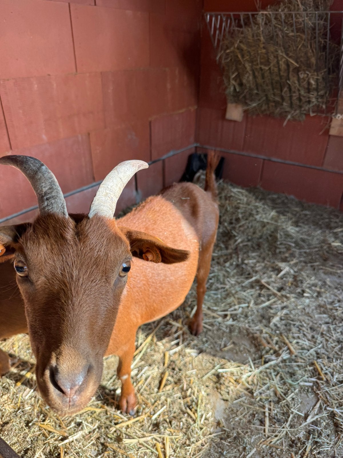 Dwerggeit - Mieke Camel, Dieren en Toebehoren