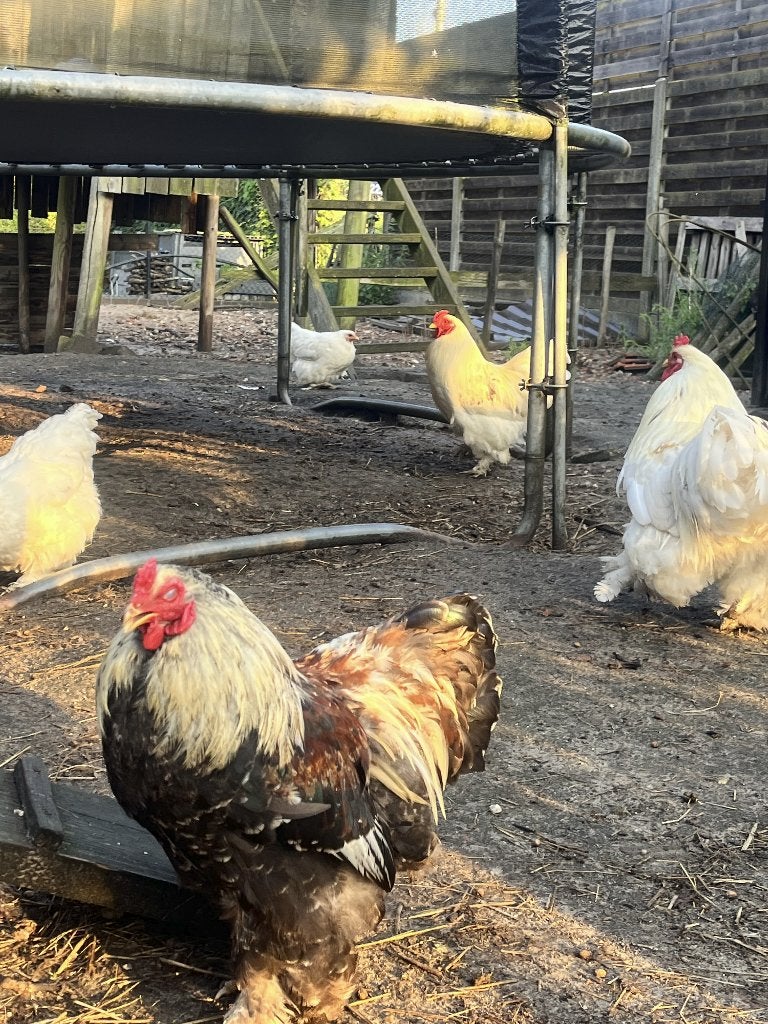 Gratis haan of hanen, Dieren en Toebehoren, Mannelijk, Kip