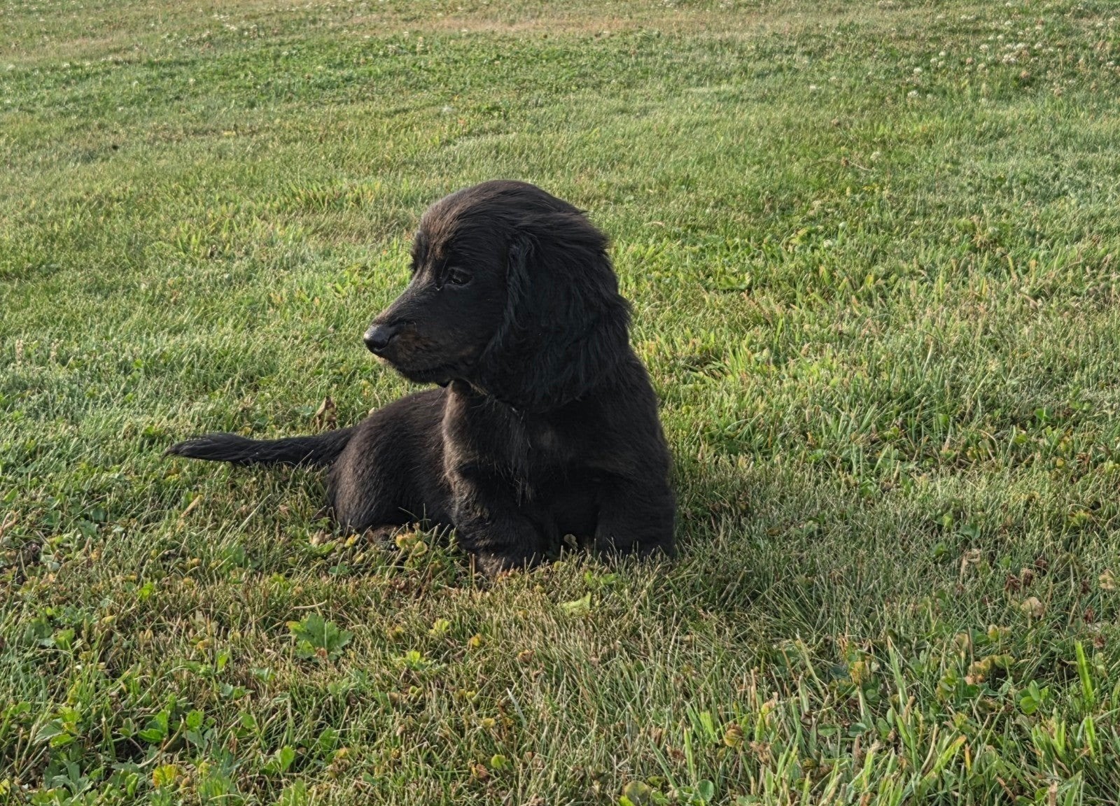 Supermooi black cream langhaar teckeltje, Parvo, België, Fokker | Hobbymatig, Reu