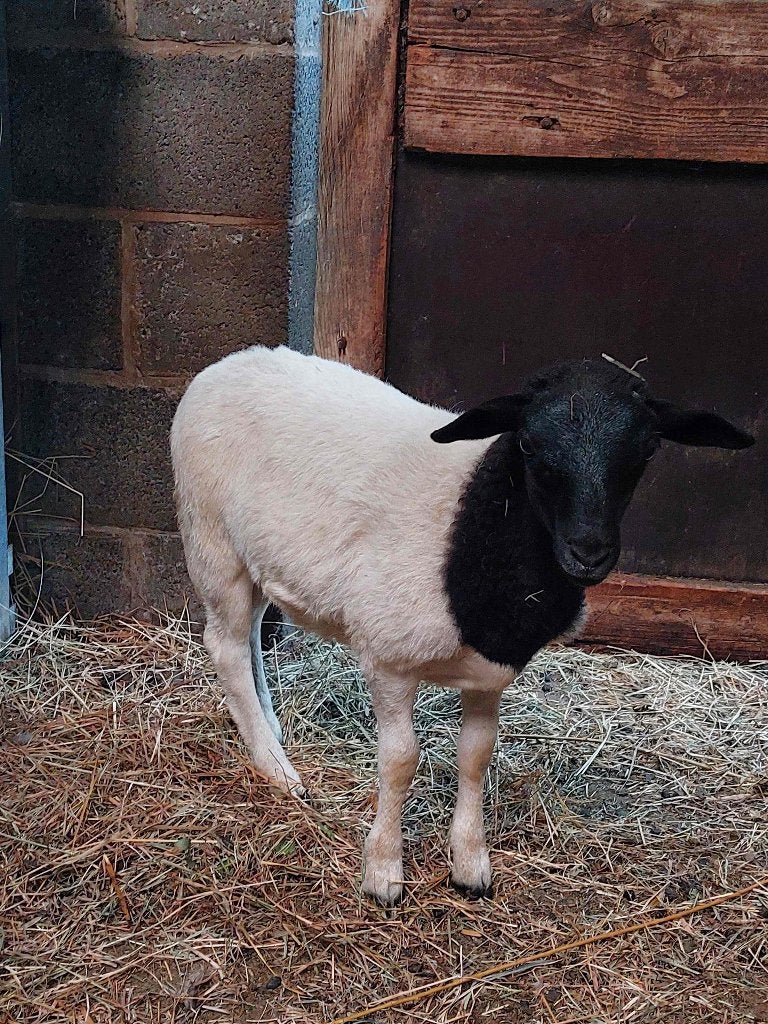 Dorper ramlam, Mannelijk, Schaap, 0 tot 2 jaar