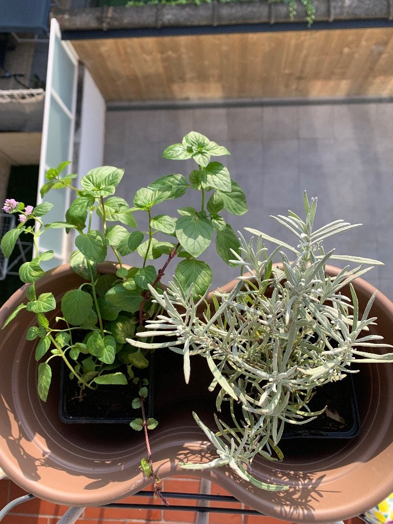 Kruiden plantjes, Volle zon, Vaste plant, Ophalen of Verzenden, Kruiden