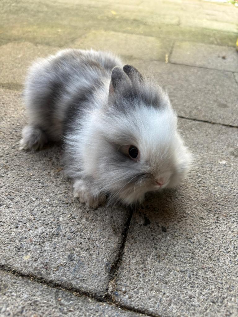 Dwergkonijntje leeuwenkopje, Dieren en Toebehoren, Konijnen