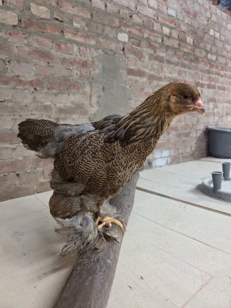 Brahma blauwpatrijs hennentje, Dieren en Toebehoren, Vrouwelijk, Kip