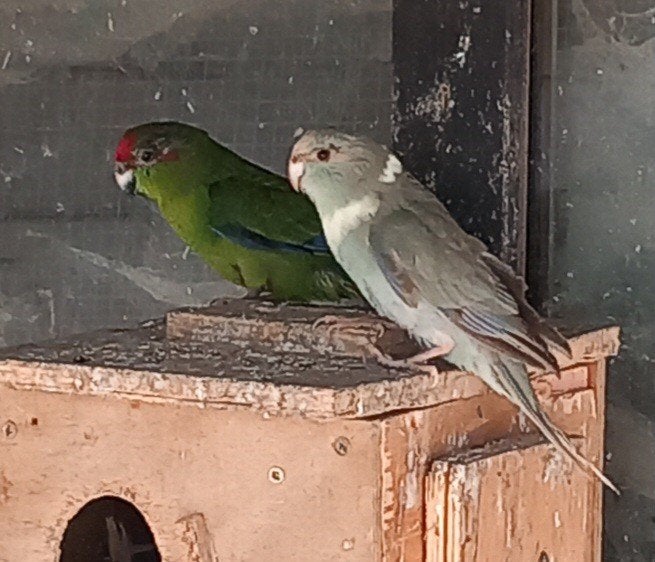 3 kakariki jongen, Dieren en Toebehoren