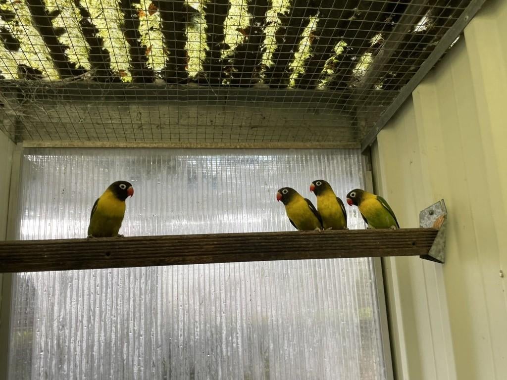 parkiet, Dieren en Toebehoren, Geslacht onbekend, Parkiet, Geringd