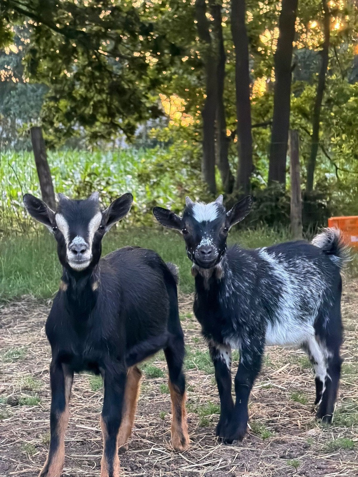 Hermelijn en black and tan bokjes., Mannelijk, Geit, 0 tot 2 jaar