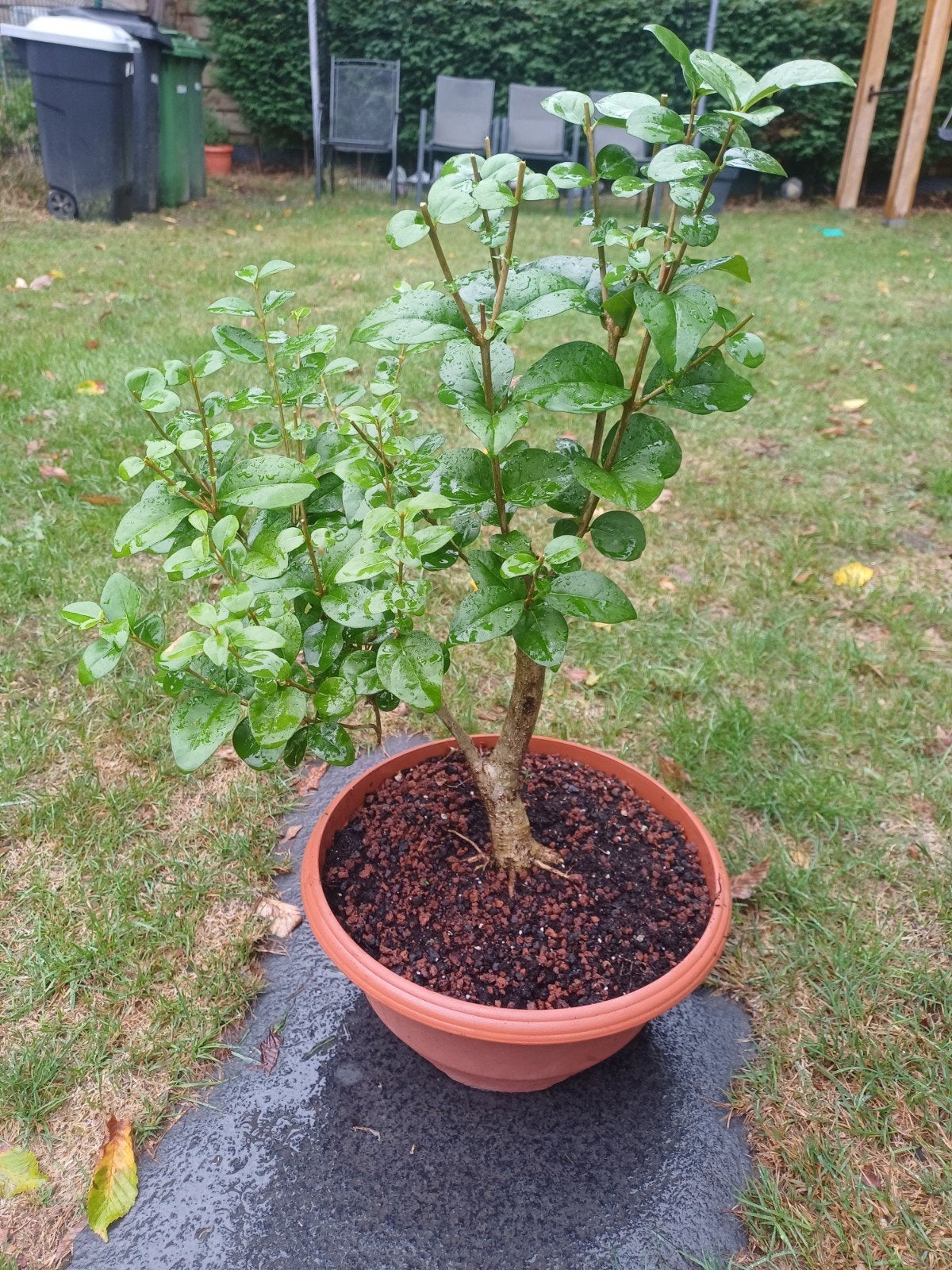 1 liguster bonsai al mooie wortel voet, Ophalen