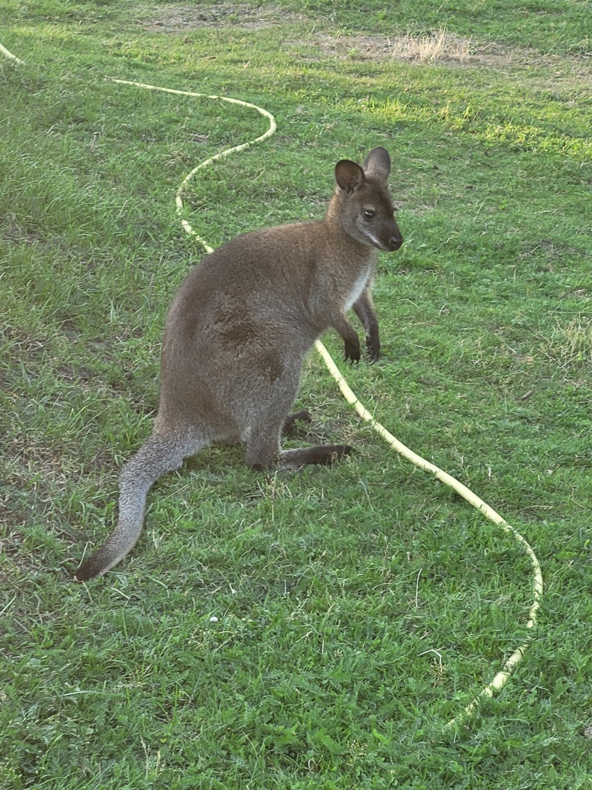 wallaby, Avril, Mâle